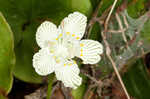 Kidneyleaf grass of Parnassus